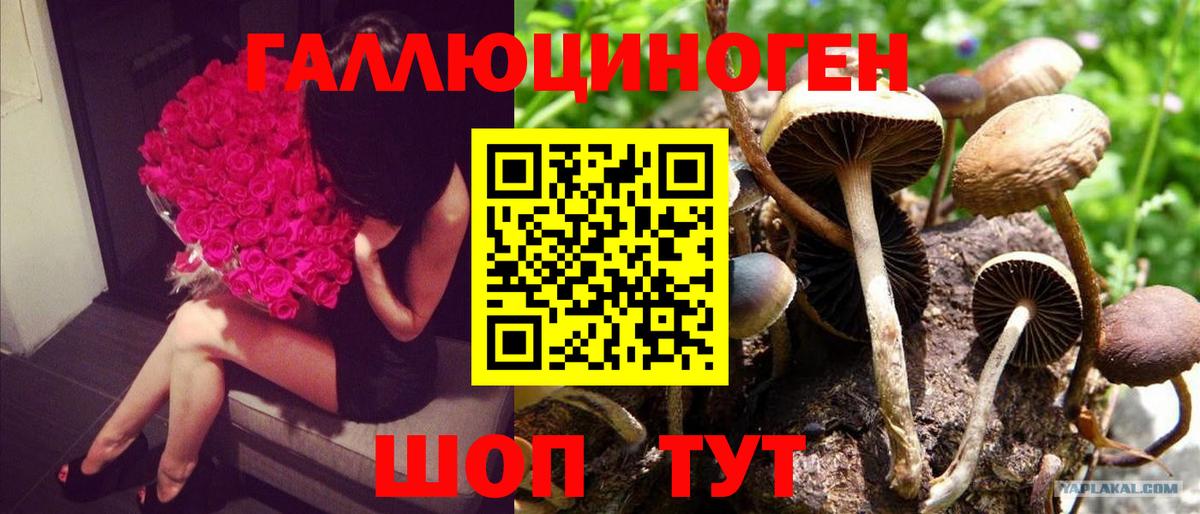 Галлюциногенные грибы Magic Shrooms Сланцы